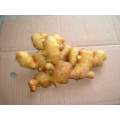 China fresh ginger root for sale